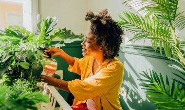 7 Houseplants That May Be Good for Your Health